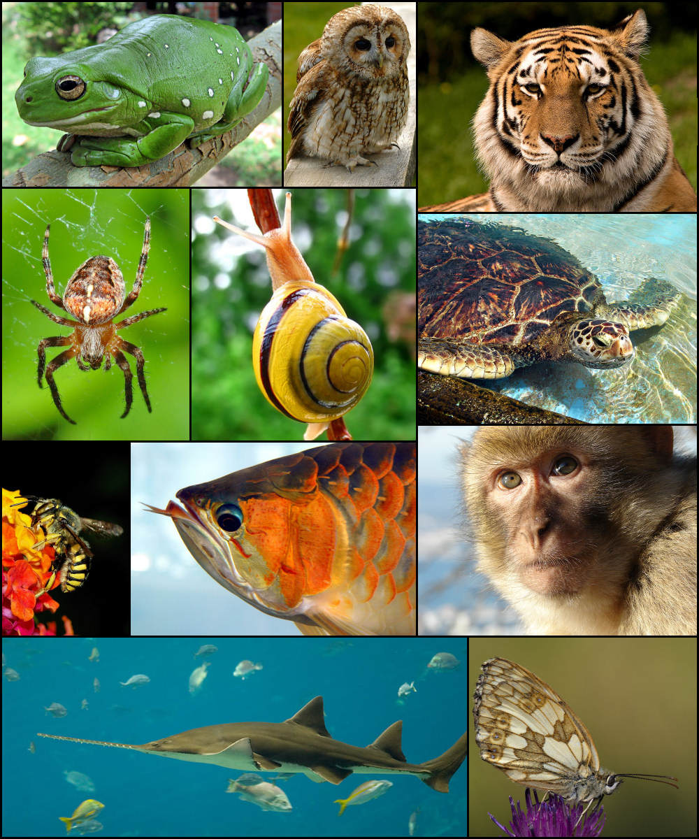 Kurs Herpetologii